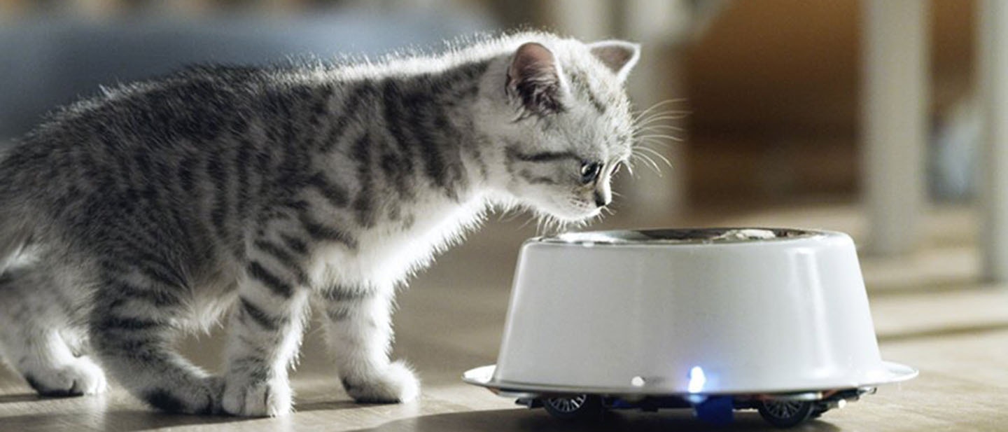 Pertumbuhan anak kucing dan perkembangan