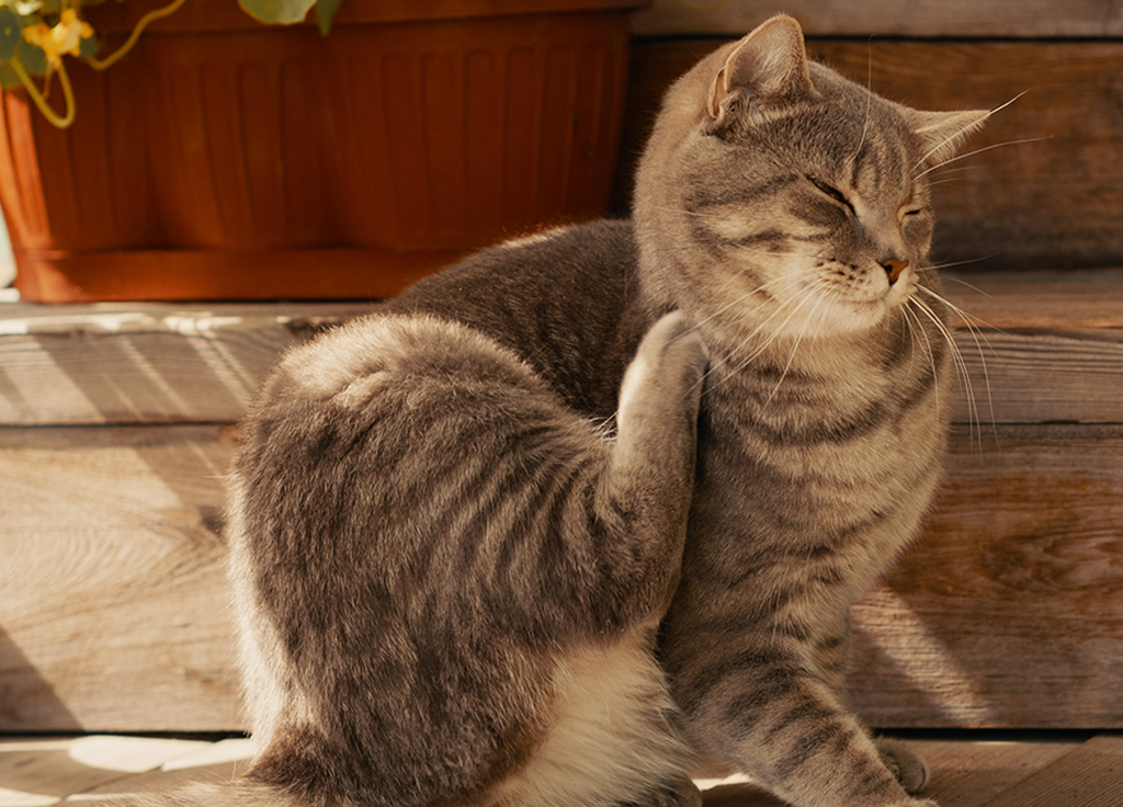 Cat Fungal Infection: Skin Disease, Causes, and Treatment